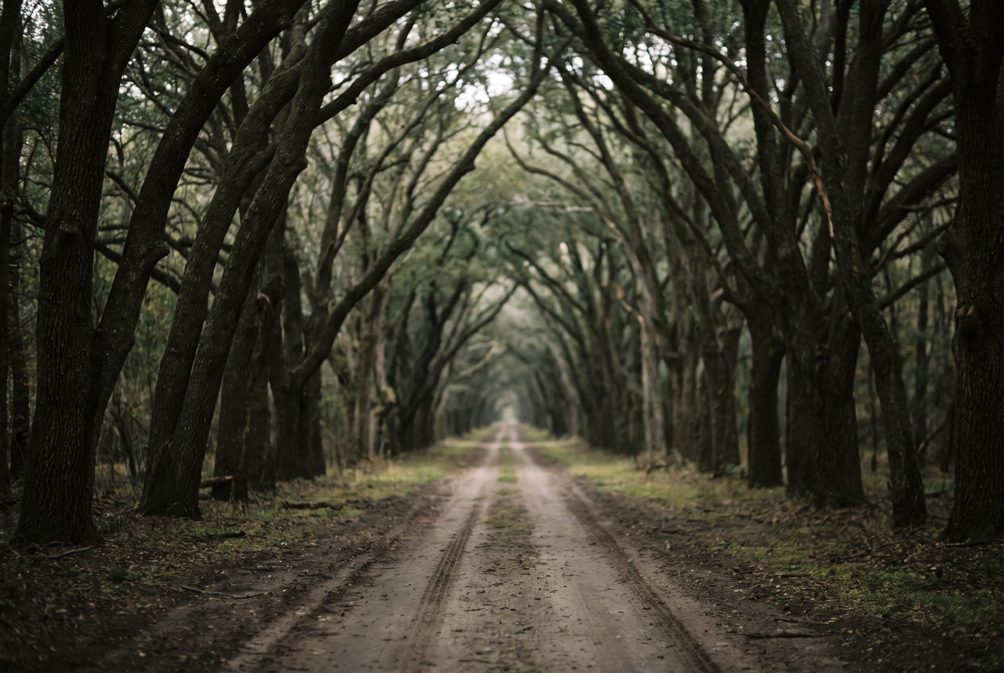A cathedral avenue of rain trees over the fairway
