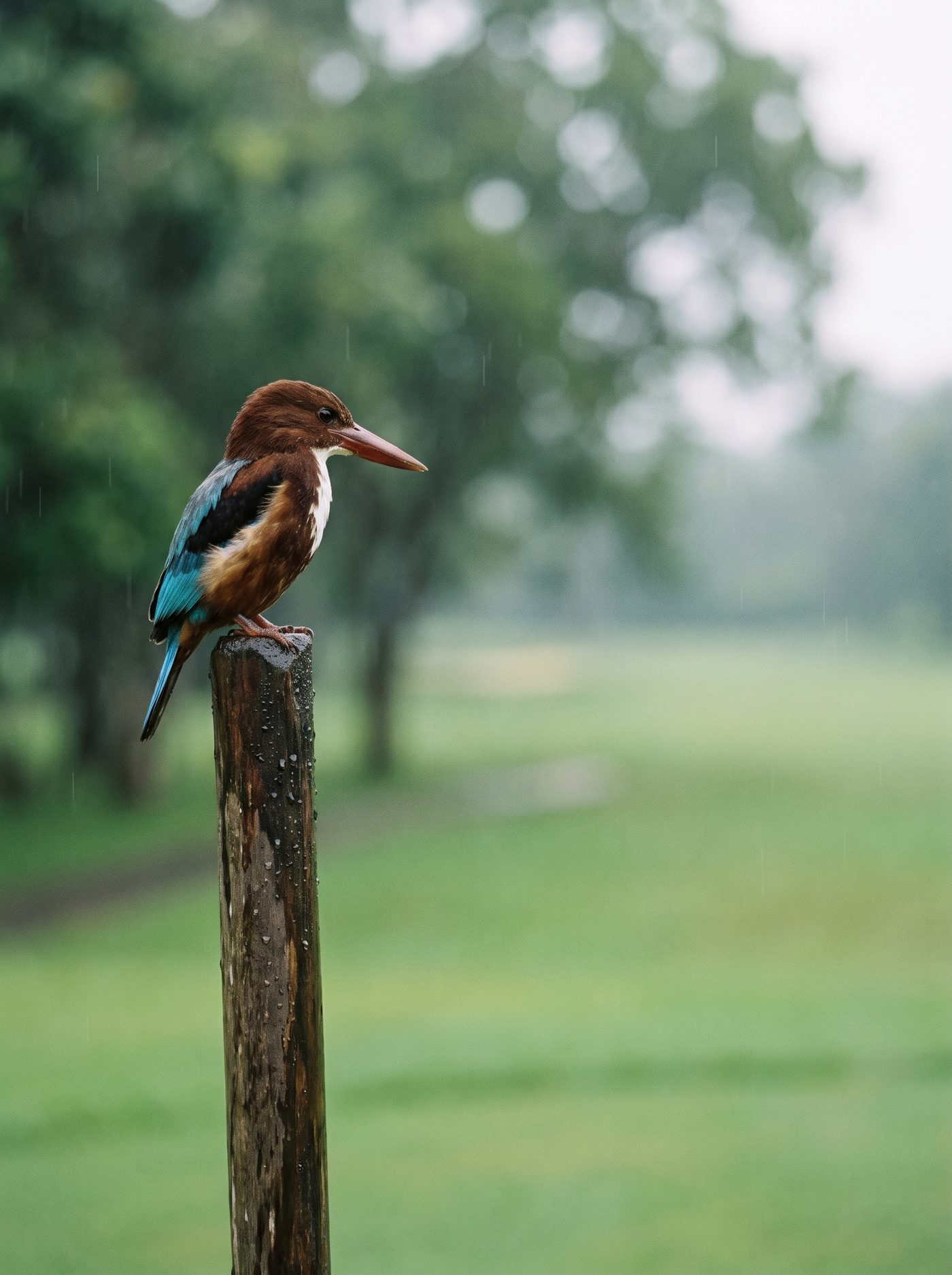 A white throated kingfisher on a flagstick at first light